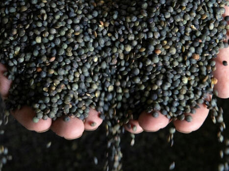 DURABILITES : Pouss&eacute;e par le climat, la lentille se cherche une vocation dans le Nord | DURABILITES | Scoop.it