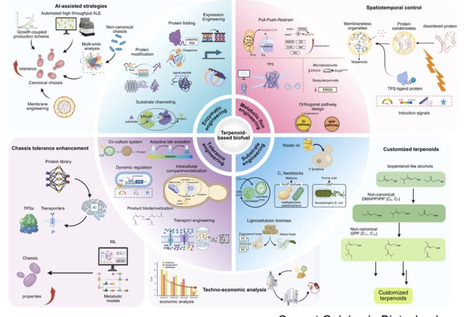 Recent developments in terpenoid biosynthesis for sustainable biofuels: from bottlenecks to emerging convergent technologies | Cin | RMH | Scoop.it