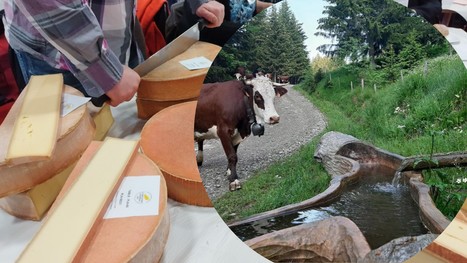 Abondance : le fromage roi des vallées du Chablais | Lait de Normandie... et d'ailleurs | Scoop.it