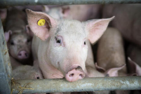 Face &agrave; un prix du porc bloqu&eacute; en France, la FNP tire la sonnette d'alarme | Actualit&eacute; B&eacute;tail | Scoop.it