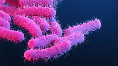 Shigella: transmisi&oacute;n sexual y resistencia a los antibi&oacute;ticos en EE. UU. y Reino Unido &ndash; &iexcl;Toca comer! | Rafael Barzanallana | Scoop.it