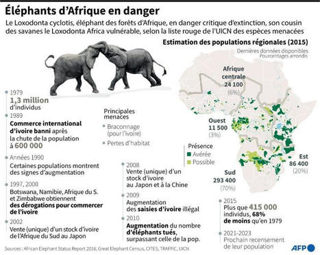 L'éléphant de forêt d'Afrique en danger d'extinction | Histoires Naturelles | Scoop.it