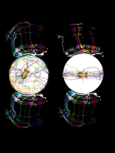 La « mouche de Buridan », modèle d’étude du hasard et de la nécessité | EntomoScience | Scoop.it