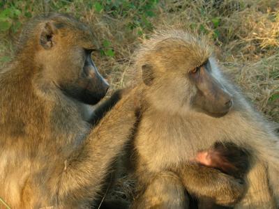 Scientists connect baboon personalities to social success, health benefits | Science News | Scoop.it