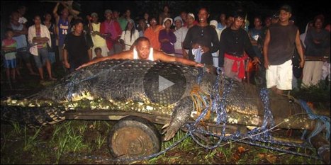 Un crocodile géant capturé vivant en Asie | Biodiversité - @ZEHUB on Twitter | Scoop.it