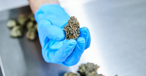 Review of Medical Cannabis Use Finds Little Evidence of Benefit. | Hospitals and Healthcare | Scoop.it