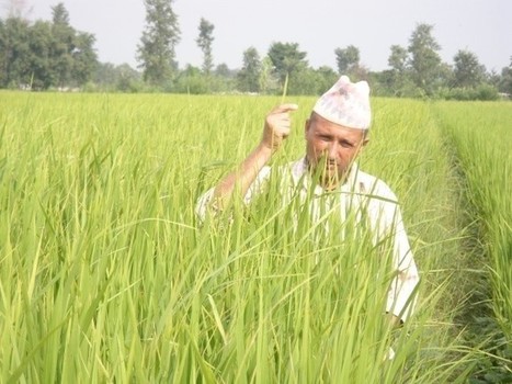 NEPAL: Better Soil Management for Higher Rice Yield and Sustainable Agriculture | Agrilinks | SRI Global News-- January-April, 2026 -- System of Rice Intensification (SRI) | Scoop.it