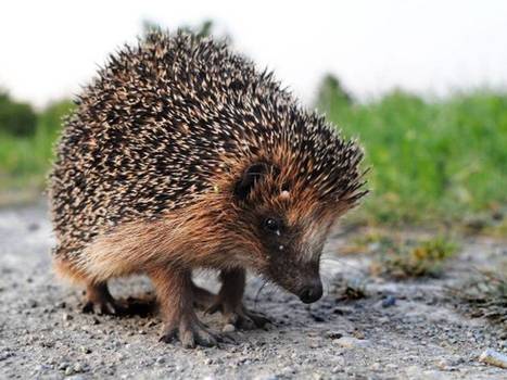 Why did the hedgehog NOT cross the road? Because it had adapted its behaviour in order to thrive in a threatening man-made environment | World Science Environment Nature News | Scoop.it