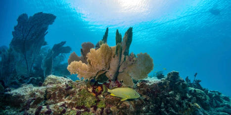 Alarm as seawater heats up off Florida Keys, imperiling reef - RawStory.com | Agents of Behemoth | Scoop.it