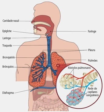 Aprender Ci&ecirc;ncias 6&ordm; ano*: Circula&ccedil;&atilde;o do ar-Sistema Respirat&oacute;rio Humano | APOIO AO ESTUDO | Scoop.it