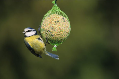 Absence inhabituelle des oiseaux fréquentant les mangeoires | Les Colocs du jardin | Scoop.it