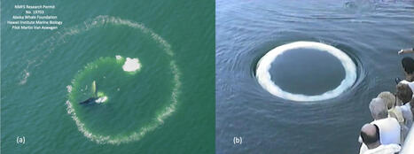 🐋 Les baleines développent de nouvelles méthodes pour communiquer avec nous | Biodiversité - @ZEHUB on Twitter | Scoop.it