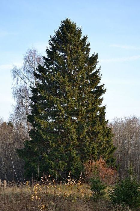 Metsäkuusi | Wikiwand | 1Uutiset - Lukemisen tähden | Scoop.it