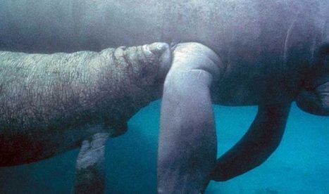 Amazonian manatees at risk from proposed dams | RAINFOREST EXPLORER | Scoop.it