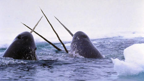 Narwhals and Aquariums: A Tragic Tale of Sensitivity and Survival | Soggy Science | Scoop.it