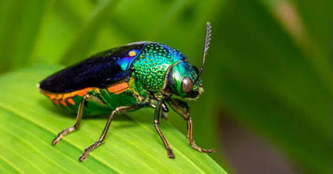 Comment les systèmes visuels des coléoptères ont-ils évolué ? | EntomoNews | Scoop.it