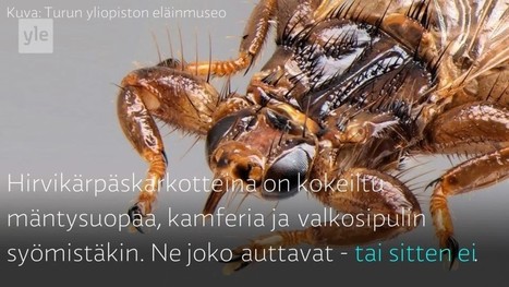 Karkottaako vanha viina hirvikärpäset? Ja kymmenen muuta kysymystä marjastajien inhokista | 1Uutiset - Lukemisen tähden | Scoop.it