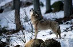 Un loup tué dans le Ventoux : un acte de braconnage de trop ! | Loup | Scoop.it