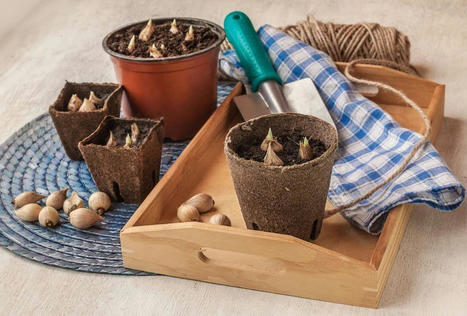 Cómo cultivar chalota a partir de bulbos y semillas en macetas | Pequeños Placeres_aal66 | Scoop.it