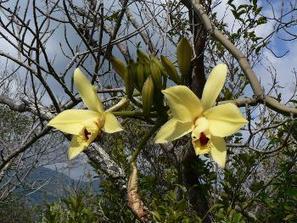 INPN - Liste rouge nationale : nouveaux résultats sur la flore vasculaire de Mayotte | Biodiversité | Scoop.it