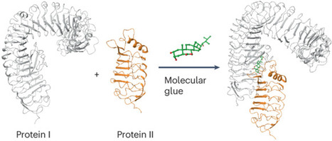 The role and structure of molecular glues in plant signalling networks | Nrc | RMH | Scoop.it