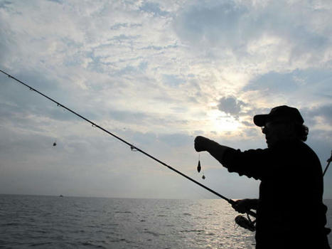 L'autorisation obligatoire de la pêche de loisir et la déclaration des captures sont expérimentées dans deux aires marines protégées | Biodiversité | Scoop.it