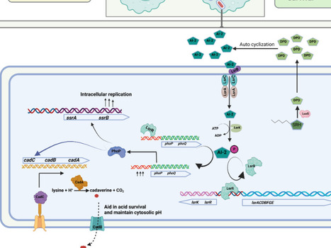 LuxS/AI-2 regulates phoP/phoQ by a non-canonical mechanism to enhance acid stress survival in Salmonella Typhimurium | PLOS | RMH | Scoop.it