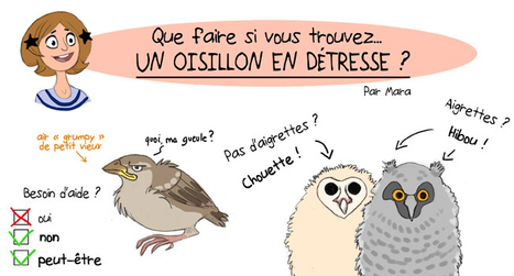 Les oisillons tombés du nid ne sont pas tous en danger ! - Actualités - LPO | Les oiseaux au gré du vent | Scoop.it