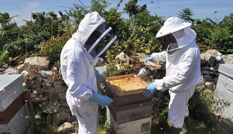 Insecticides: l'Assemblée interdit les néonicotinoïdes, "tueurs d'abeille" | Toxique, soyons vigilant ! | Scoop.it
