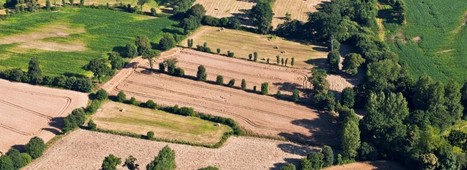 Les légumineuses améliorent les rendements des cultures de plus de 20 % | Lait de Normandie... et d'ailleurs | Scoop.it