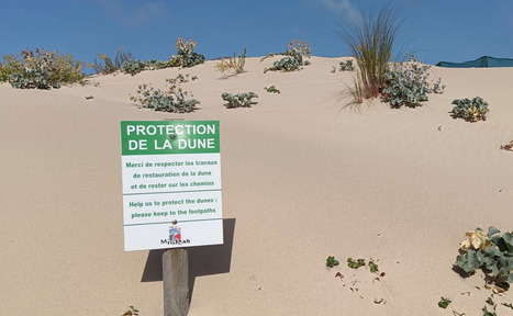 Journ&eacute;e internationale des dunes -&nbsp;Notre-planete.info | Biodiversit&eacute; | Scoop.it