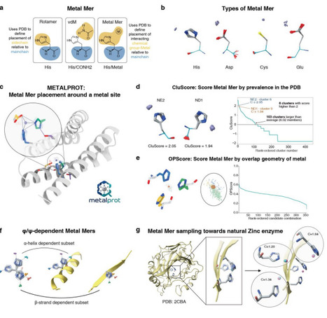 De novo design of metalloenzymes using Metal Mer | brvbi | RMH | Scoop.it