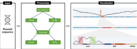 OriV-Finder: a comprehensive web server for bac...