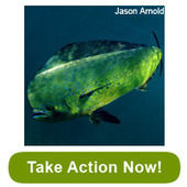 Help Stop a USA Bad Fisheries Bill in Disguise - TAKE ACTION NOW | OUR OCEANS NEED US | Scoop.it