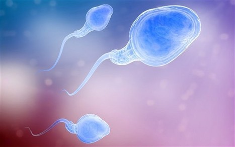 Couples get free IVF if they persuade friend to donate sperm | Bioéthique & Procréation | Scoop.it