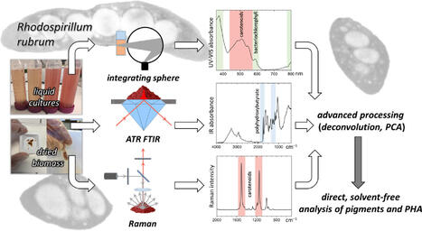 Application of spectroscopic methods for direct characterization of photosynthetic pigments and inert intracellular components in the model purple non sulfur bacterium Rhodospirillum rubrum | Mcf | RMH | Scoop.it