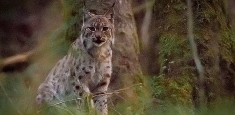 Mieux connaître le lynx boréal grâce à l'écologie statistique | Biodiversité | Scoop.it