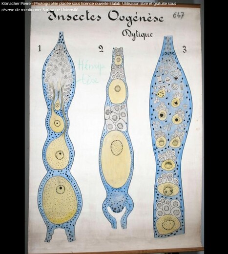 Collection zoologie – SorbonNum+ | Insect Archive | Scoop.it