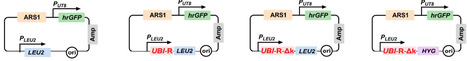 Engineering a stable high-copy episomal plasmid in Yarrowia lipolytica | fems | RMH | Scoop.it