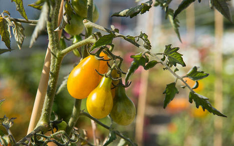 Agriculture urbaine : cinq Parisculteurs - Ville de Paris | ESPACES VEGETALISES URBAINS | Scoop.it