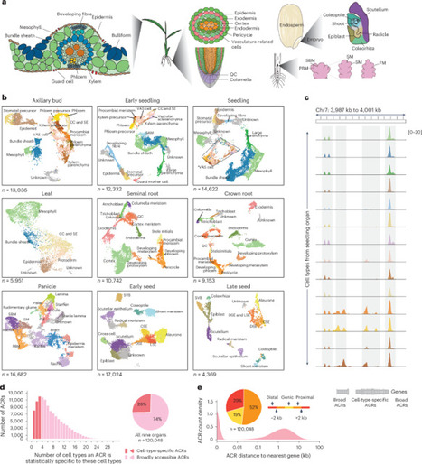 A single-cell rice atlas integrates multi-species data to reveal cis-regulatory evolution | Nature Plants | Plant-Microbe Symbiosis | Scoop.it