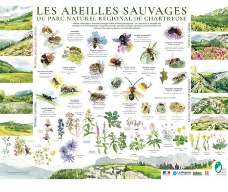Les Abeilles sauvages du PNR de Chartreuse | EntomoNews | Scoop.it