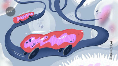 Cells are swapping their mitochondria. What does this mean for our health? | Mohammad Vaziri | Notebook or My Personal Learning Network | Scoop.it
