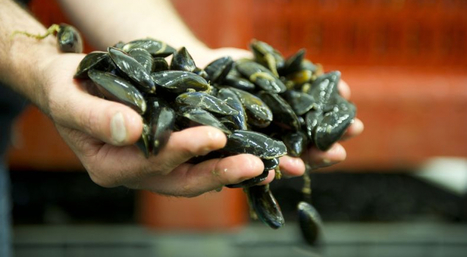 Aider les conchyliculteurs europ&eacute;ens &agrave; r&eacute;duire la mortalit&eacute; des coquillages - Alim'agri | Pour innover en agriculture | Scoop.it