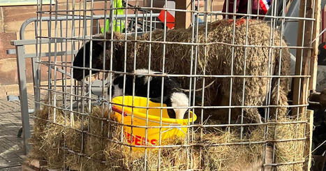 Des moutons affol&eacute;s lors du carnaval de Steinbourg&nbsp;? Pas de stress pour les animaux selon l'organisation - ICI | Alsace Actu | Scoop.it