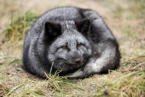 Tarhakettu Sumu karkasi &ndash; Tuulisp&auml;&auml; antoi loppuel&auml;m&auml;n kodin | 1Uutiset - Lukemisen t&auml;hden | Scoop.it
