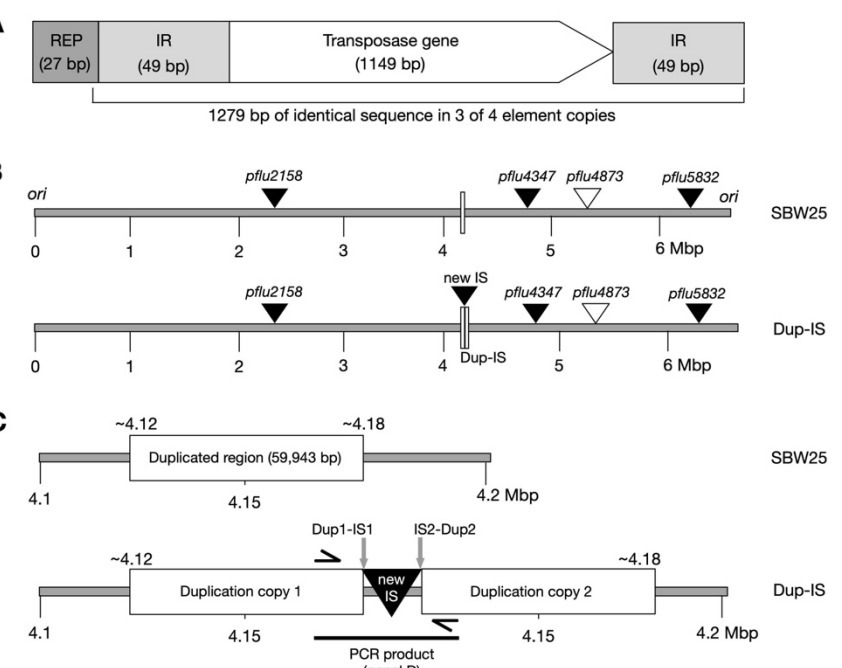Empirical evidence of a role for insertion sequ...