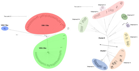 Diversité génétique, propriétés biochimiques, épidémiologie et méthodes de détection des carbapénémases de types IMP et VIM | Life Sciences Université Paris-Saclay | Scoop.it