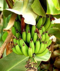 Le chlordécone, ex-insecticide des bananeraies, serait bien cancérigène | Toxique, soyons vigilant ! | Scoop.it