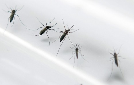 Le Brésil va lâcher des millions de moustiques OGM contre la dengue | EntomoNews | Scoop.it